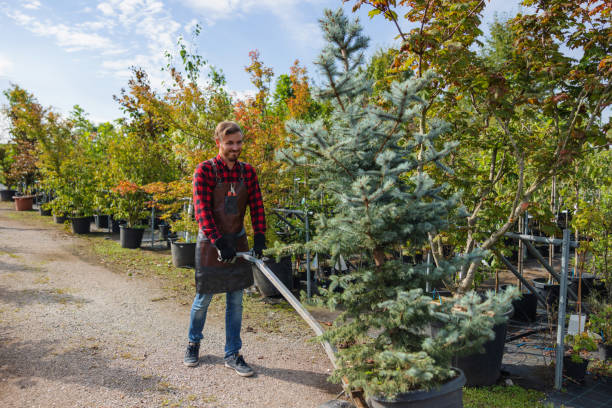 How Our Tree Care Process Works  in Ashland, CA